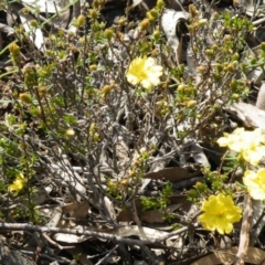 Hibbertia calycina at Point 5832 - 6 Oct 2016