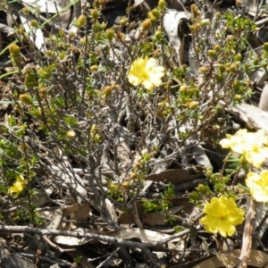 Hibbertia calycina at Point 5832 - 6 Oct 2016 12:00 AM