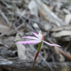 Caladenia fuscata (Dusky Fingers) at Point 5832 - 1 Jan 2016 by Ryl