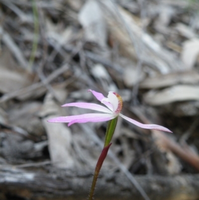 Caladenia fuscata (Dusky Fingers) at Acton, ACT - 31 Dec 2015 by Ryl