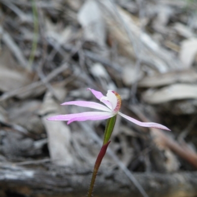 Caladenia fuscata (Dusky Fingers) at Black Mountain - 31 Dec 2015 by Ryl