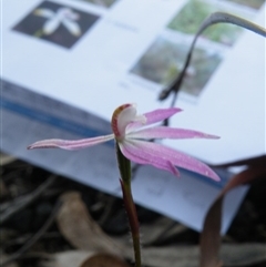 Caladenia fuscata at Point 5832 - suppressed