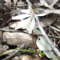 Caladenia fuscata (Dusky Fingers) at Black Mountain - 5 Oct 2016 by Ryl