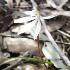 Caladenia fuscata (Dusky Fingers) at Point 5832 - 6 Oct 2016 by Ryl