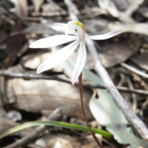 Caladenia fuscata at Undefined Area - suppressed