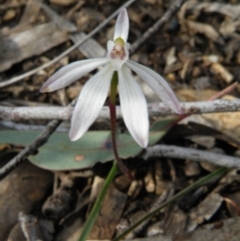 Caladenia fuscata at Undefined Area - suppressed