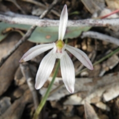 Caladenia fuscata at Undefined Area - suppressed