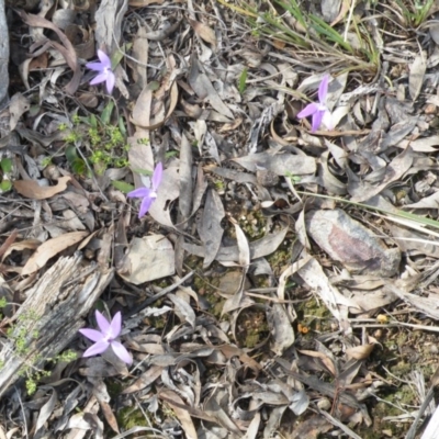 Glossodia major (Wax Lip Orchid) at Point 5832 - 6 Oct 2016 by Ryl