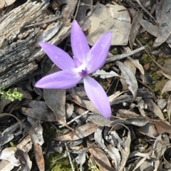 Glossodia major at Undefined Area - suppressed