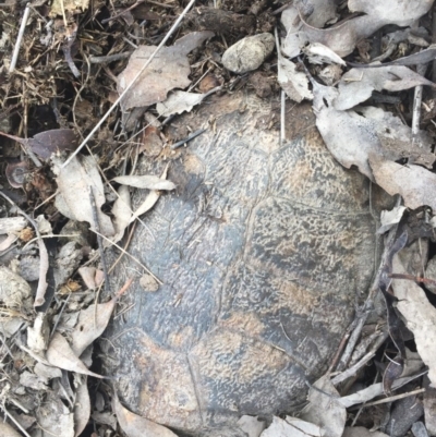 Chelodina longicollis (Eastern Long-necked Turtle) at Mulligans Flat - 6 Oct 2016 by CedricBear