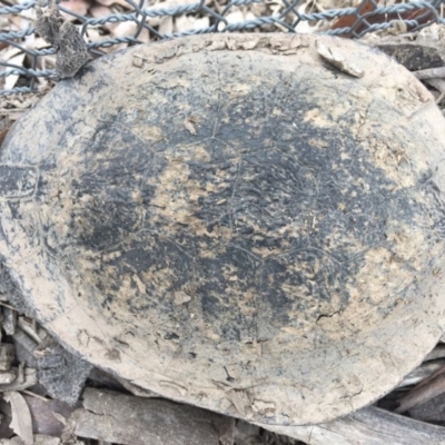 Chelodina longicollis (Eastern Long-necked Turtle) at Mulligans Flat - 6 Oct 2016 by CedricBear