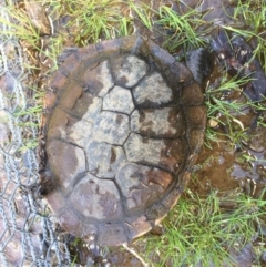 Chelodina longicollis (Eastern Long-necked Turtle) at Mulligans Flat - 6 Oct 2016 by CedricBear