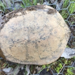 Chelodina longicollis (Eastern Long-necked Turtle) at Mulligans Flat - 6 Oct 2016 by CedricBear