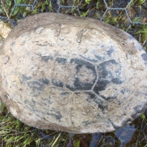 Chelodina longicollis at Gungahlin, ACT - 6 Oct 2016