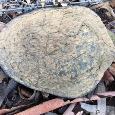 Chelodina longicollis (Eastern Long-necked Turtle) at Mulligans Flat - 6 Oct 2016 by CedricBear