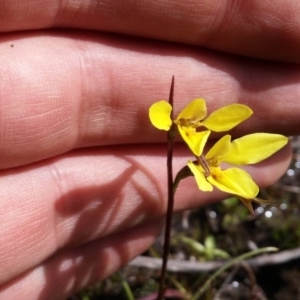 Diuris chryseopsis at Kambah, ACT - suppressed