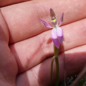 Caladenia carnea at Kambah, ACT - 6 Oct 2016