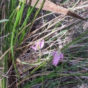 Caladenia carnea at Kambah, ACT - 6 Oct 2016