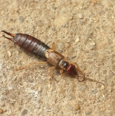 Forficula auricularia (European Earwig) at Queanbeyan West, NSW - 6 Oct 2016 by Speedsta