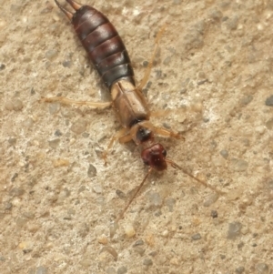 Forficula auricularia at Queanbeyan West, NSW - 6 Oct 2016 01:53 PM