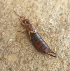 Forficula auricularia at Queanbeyan West, NSW - 6 Oct 2016 01:53 PM