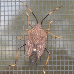 Poecilometis strigatus (Gum Tree Shield Bug) at Pollinator-friendly garden Conder - 3 Apr 2014 by michaelb