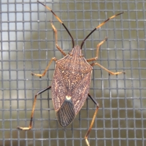 Poecilometis strigatus at Conder, ACT - 3 Apr 2014