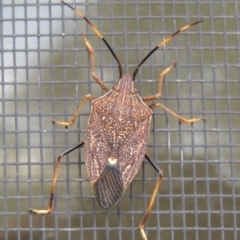 Poecilometis strigatus (Gum Tree Shield Bug) at Conder, ACT - 3 Apr 2014 by michaelb