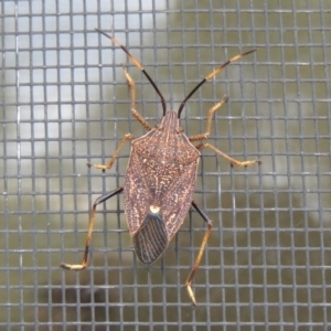 Poecilometis strigatus at Conder, ACT - 3 Apr 2014