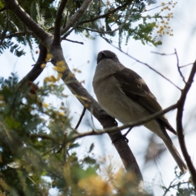 Pachycephala pectoralis (Golden Whistler) at Mulligans Flat - 11 Sep 2016 by CedricBear