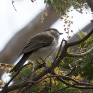 Pachycephala pectoralis at Gungahlin, ACT - 11 Sep 2016