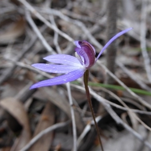 Cyanicula caerulea at Point 389 - 5 Oct 2016