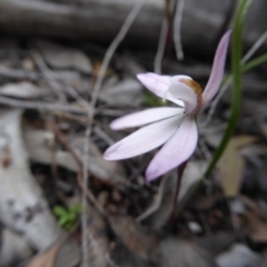 Caladenia fuscata (Dusky Fingers) at Point 389 - 5 Oct 2016 by JanetRussell