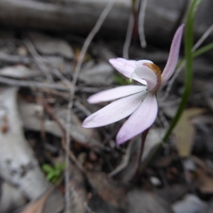 Caladenia fuscata at Point 389 - 5 Oct 2016