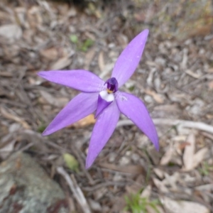 Glossodia major at Point 389 - suppressed