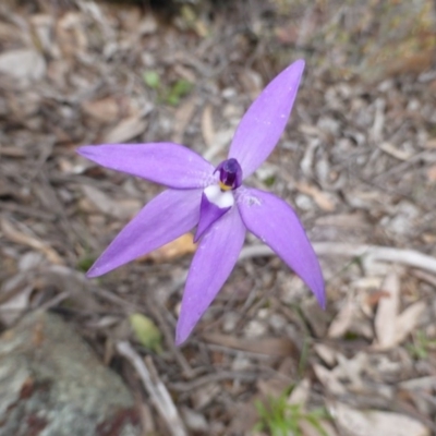 Glossodia major (Wax Lip Orchid) at Bruce, ACT - 4 Oct 2016 by JanetRussell