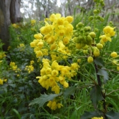 Berberis aquifolium at O'Connor, ACT - 5 Oct 2016