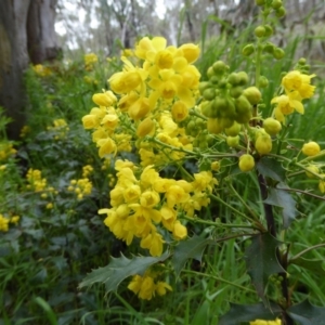 Berberis aquifolium at O'Connor, ACT - 5 Oct 2016