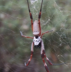 Trichonephila edulis (Golden orb weaver) at Conder, ACT - 21 Mar 2015 by MichaelBedingfield