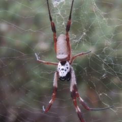 Trichonephila edulis (Golden orb weaver) at Rob Roy Range - 21 Mar 2015 by michaelb