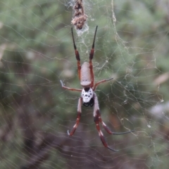 Trichonephila edulis at Conder, ACT - 21 Mar 2015