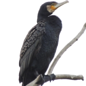 Phalacrocorax carbo at Canberra, ACT - 17 Sep 2016