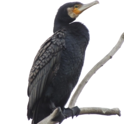 Phalacrocorax carbo (Great Cormorant) at Mount Ainslie to Black Mountain - 17 Sep 2016 by michaelb