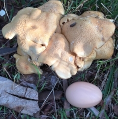 Leucopaxillus cerealis at O'Connor, ACT - 6 Oct 2016 by ibaird