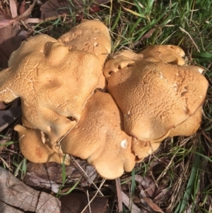 Leucopaxillus cerealis at O'Connor, ACT - 6 Oct 2016