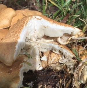 Leucopaxillus cerealis at O'Connor, ACT - 6 Oct 2016