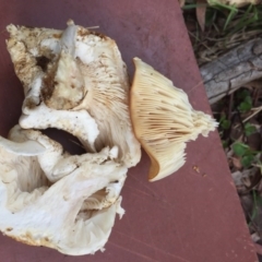 Leucopaxillus cerealis at O'Connor, ACT - 6 Oct 2016