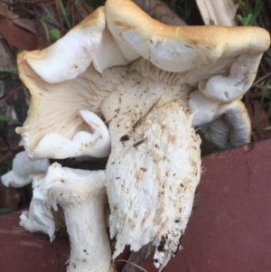 Leucopaxillus cerealis at O'Connor, ACT - 6 Oct 2016