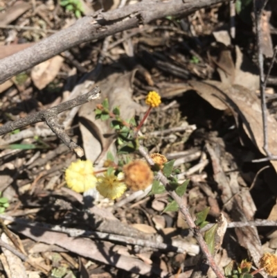 Acacia gunnii (Ploughshare Wattle) at Black Mountain - 2 Oct 2016 by ibaird