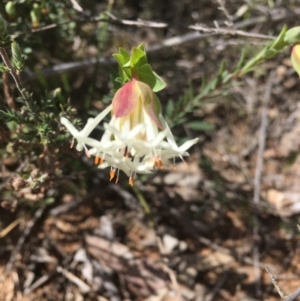 Pimelea linifolia subsp. linifolia at O'Connor, ACT - 26 Sep 2016